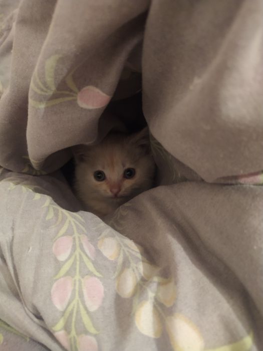 Кошка 1 месяц девочка