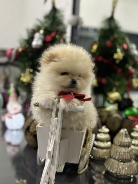 Померан мъжко