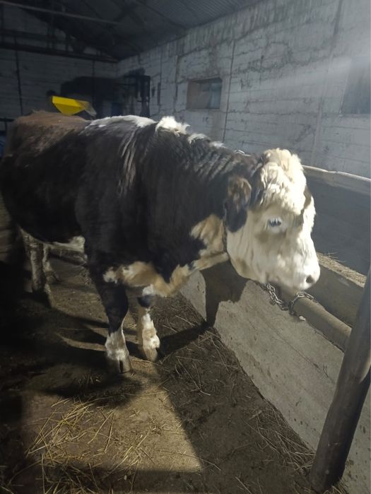 Племенной бык , Акбас