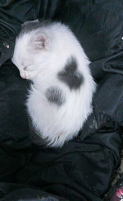 Котёнок мальчик .