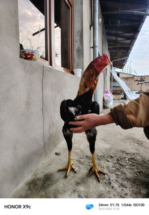 Дакан хороз сотилади