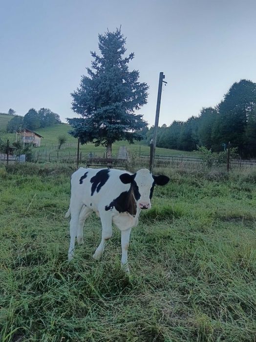 Vițică Holstein Friza