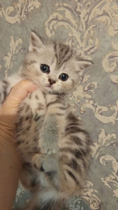 Шотландские  серебристые