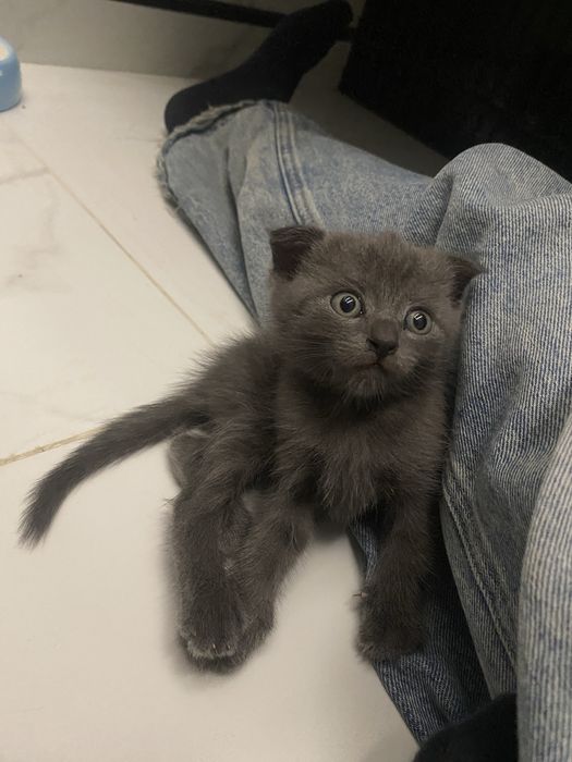 котенок мальчик шотланский вислоухий