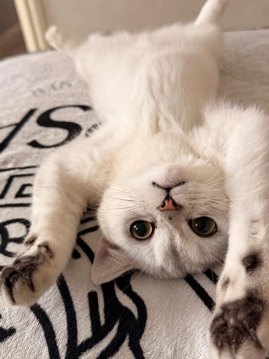 Продам кота скоттиш страйт