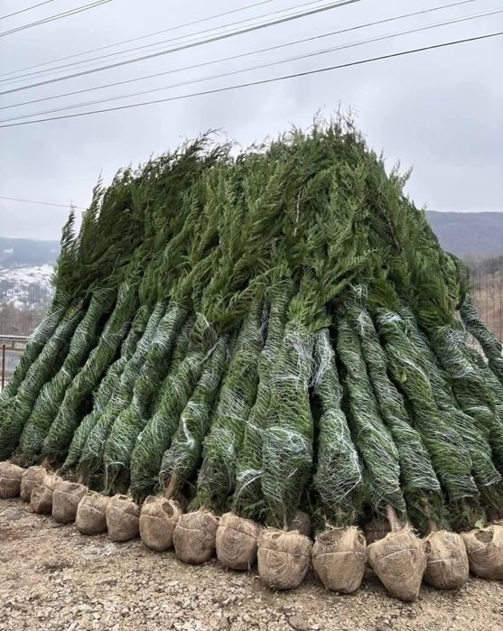 Chiparos Leylandii, super ofertă ‼️