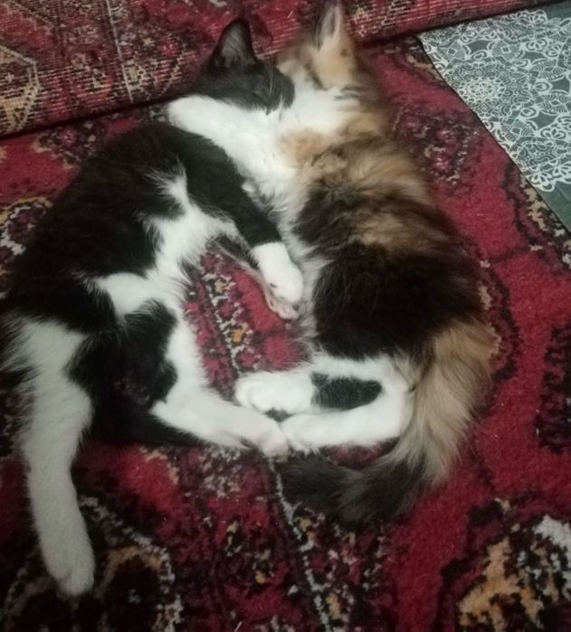 Отдам котят бесплатно