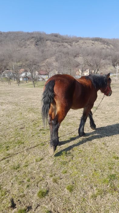 De vanzare,manza de 3 ani