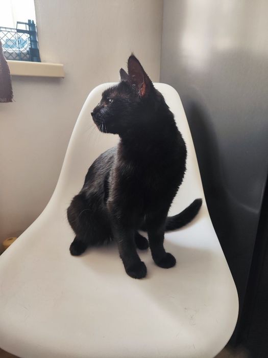 Кот в любящие руки