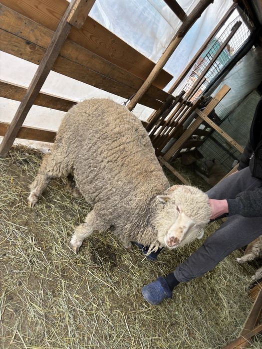 Vând mieluțe țurcane băle