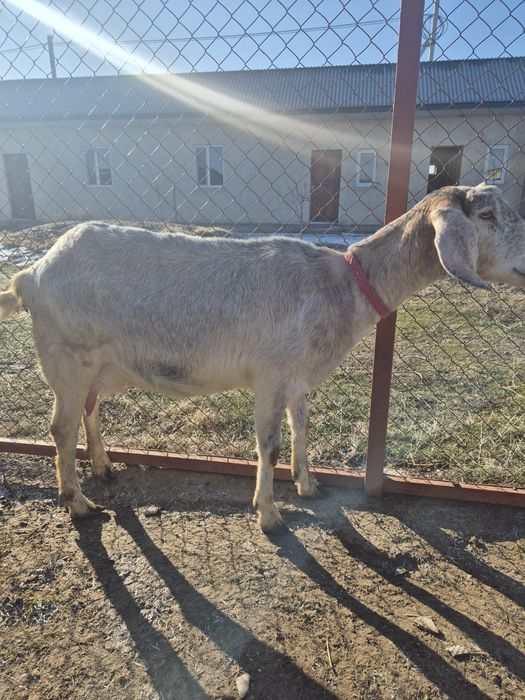 Козы англонубийские