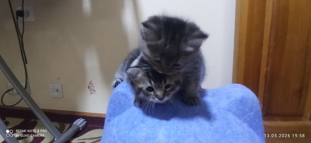 Котята 1.5 месяца. Приучены к лотку