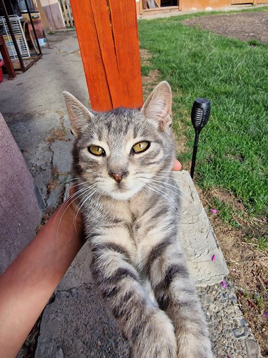 Ofer spre adopție doi pisici iubitori