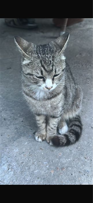 Отдаю кошку  в добрые руки.