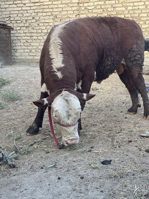 Бука сотилади соглом