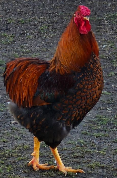 Pasari de rasa si de tăiat