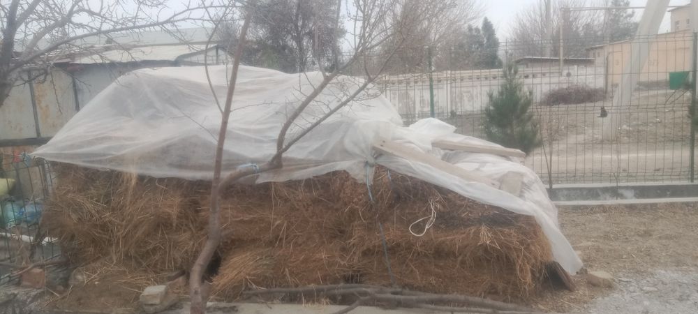 Беда ут сотилади