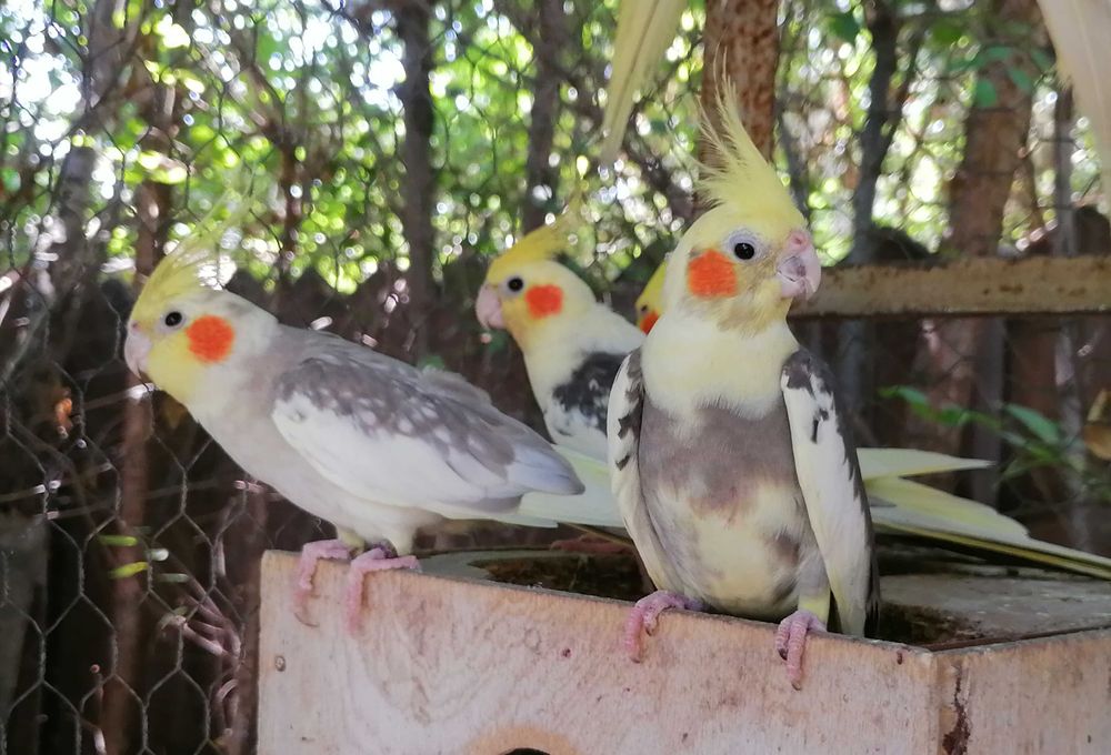 Puiuți papagali Nimfa, inelati 2025