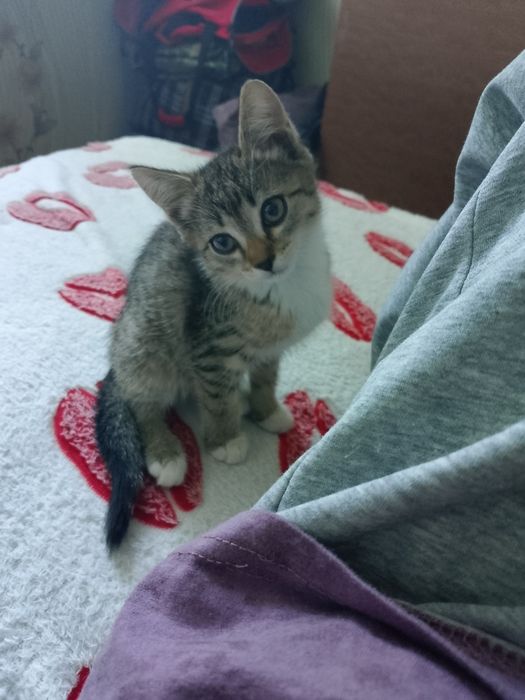 Продам котенка 3к