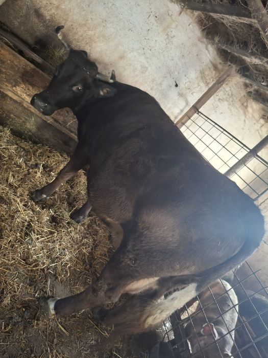 Vaca și junica de vânzare