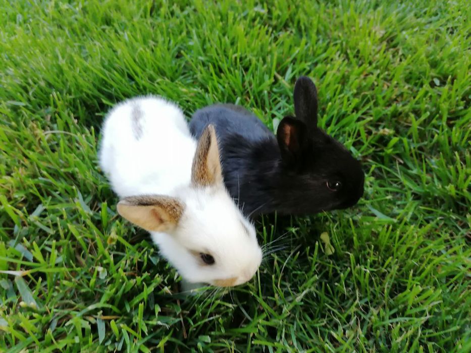 Quyon bolalari sotiladi