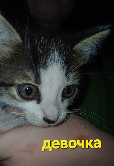 Отдам котят. 2 месяца