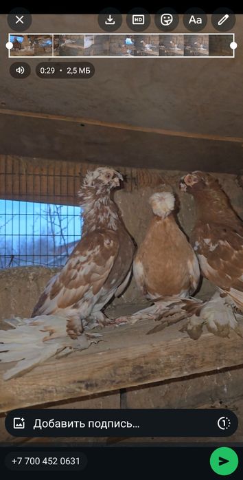 Самец двухчубый 2025г