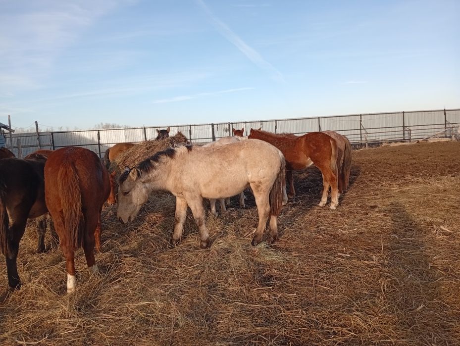 Селхоз животнии..