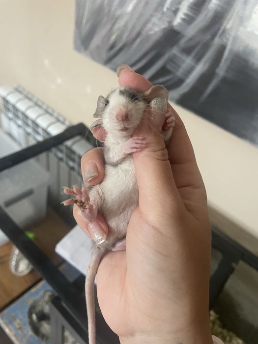 Крысы всех возрастов