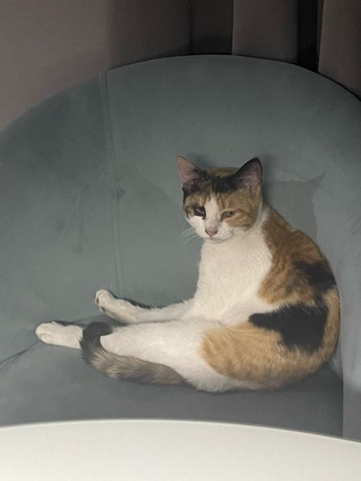 Кошечка подросток  Ищет дом Срочно