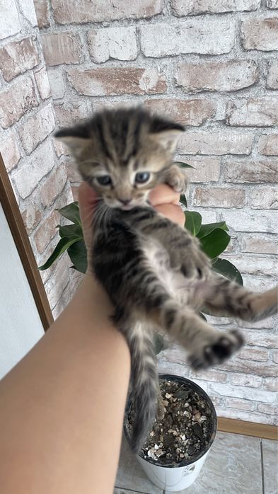 Отдам в хорошие руки котят