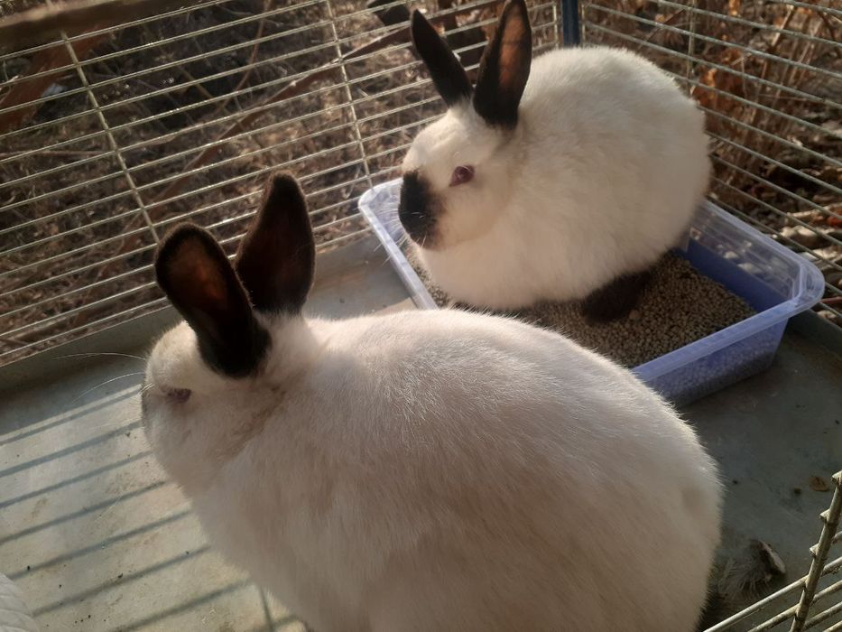 Kalifornia quyon para