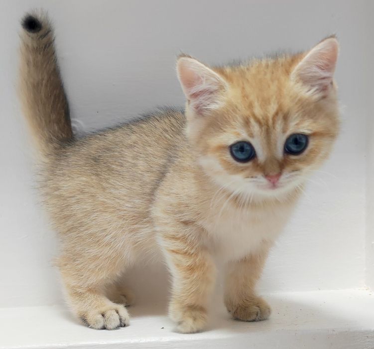 КоТики БриТансКие зоЛоТо