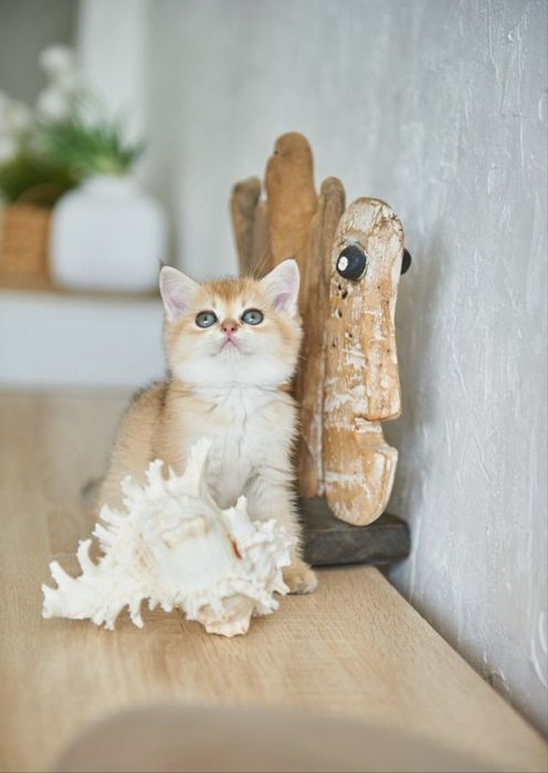 Британские котята шиншилла