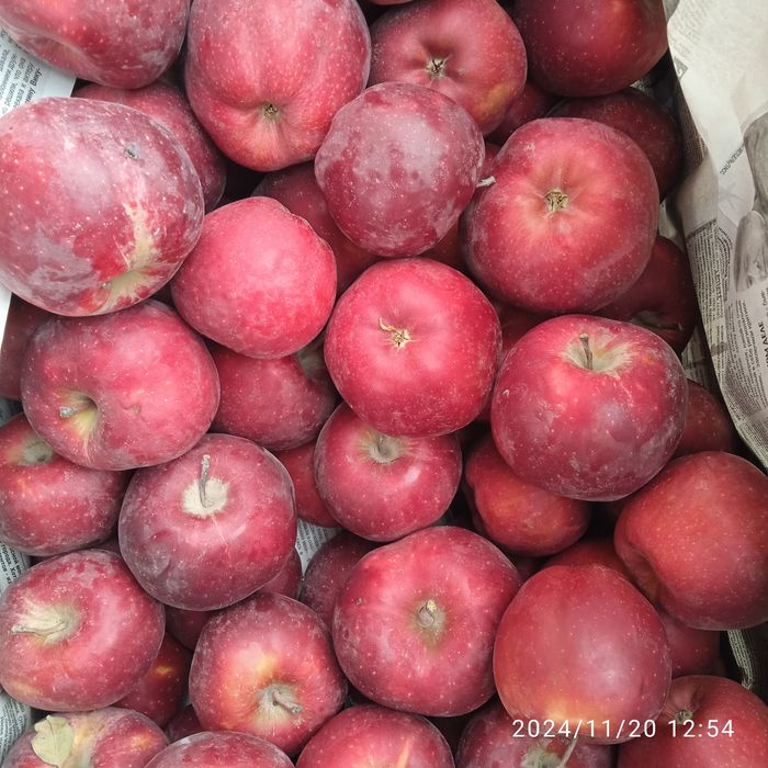 Яблоки Сорта Амириканка