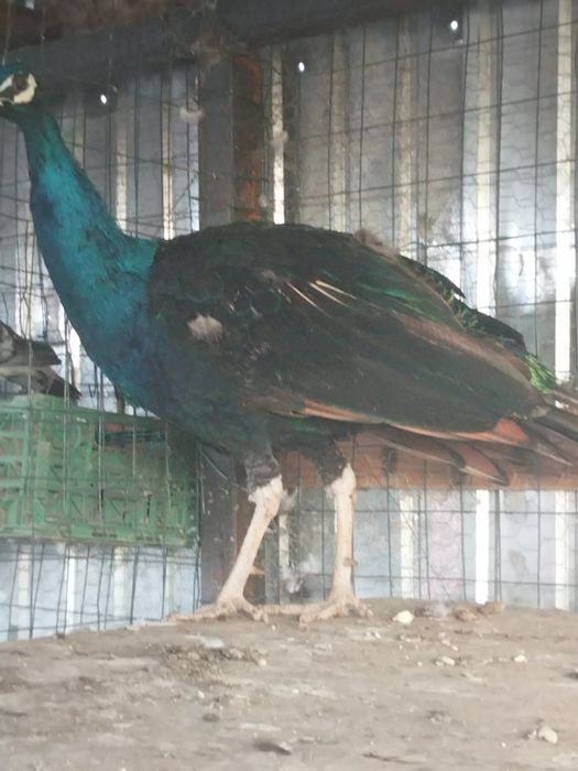 Dau la schimb păun matur umăr negru pe păunița în vârstă de patru ani