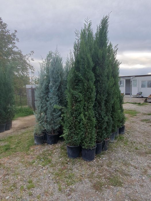 Leylandii 2.5m - 3m la ghiveci, calitate premium, gard viu