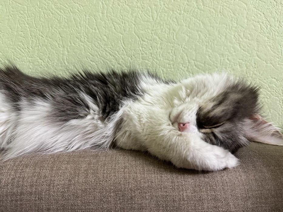 Отдам в хорошие руки!