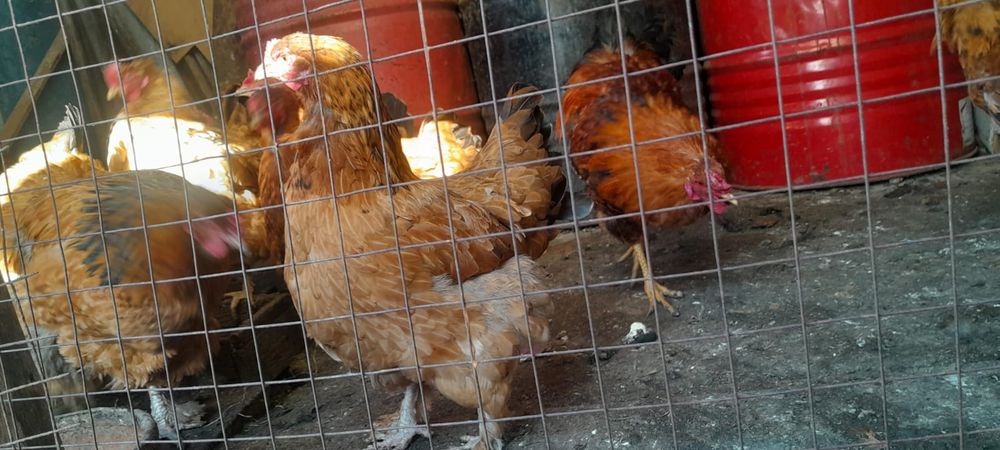 Яйцо Яйцо Яйцо куриное