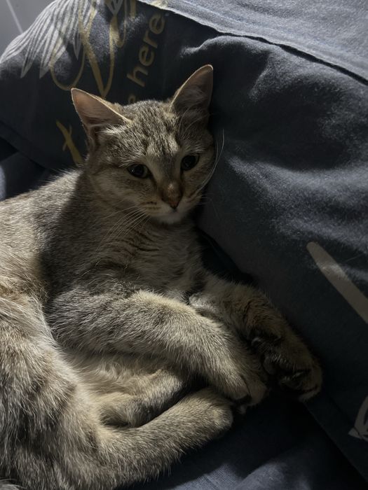 Uy mushugi latokka organgan