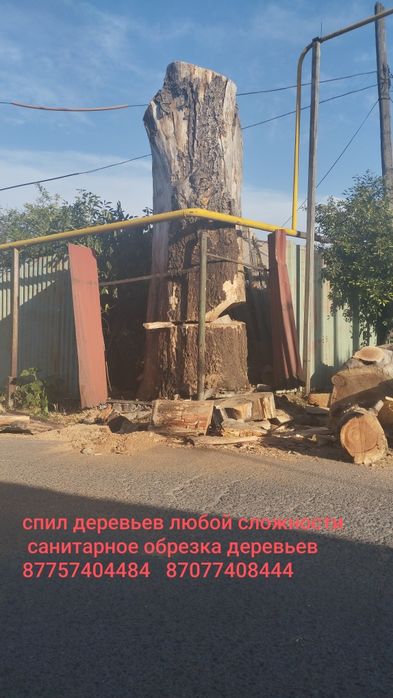 Спил деревьев Алматы Санитарное обрезка спил деревьев любой сложности