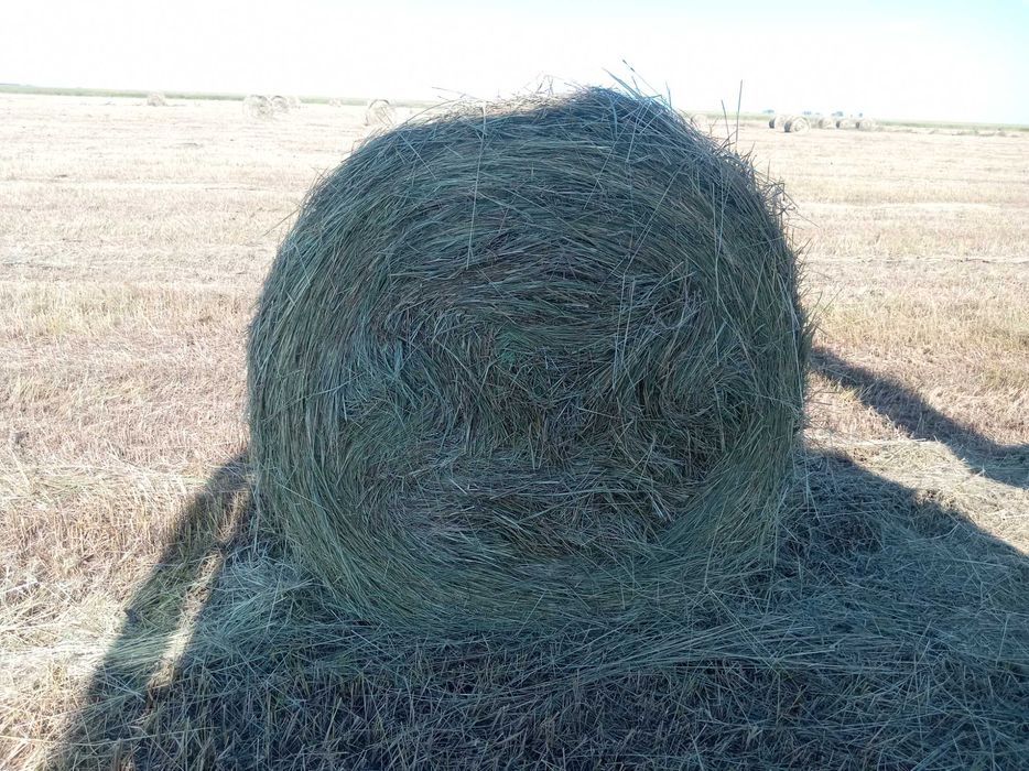 Продаётся сено Астана