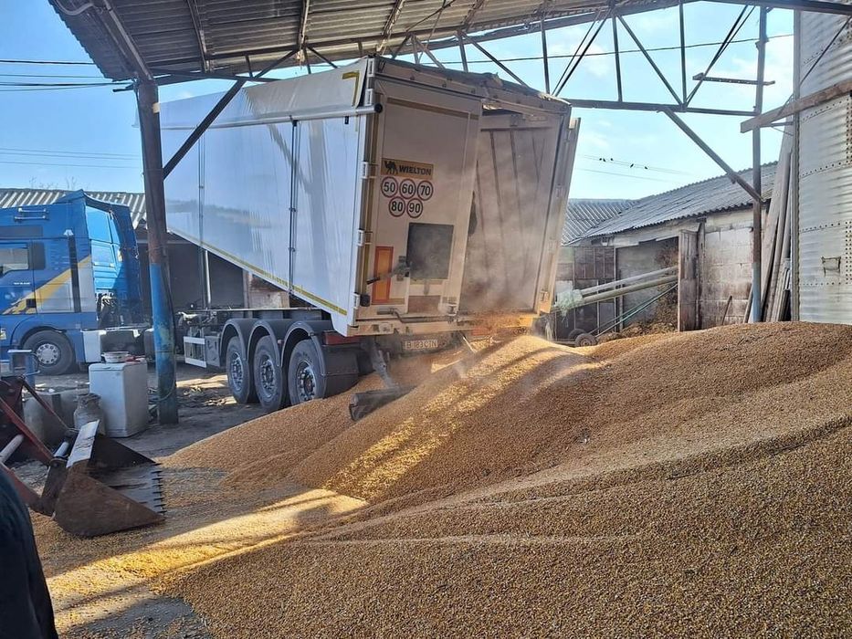 Vând  Cereale Porumb Grau Orz   ofer transport Gratuit 1,25 kg