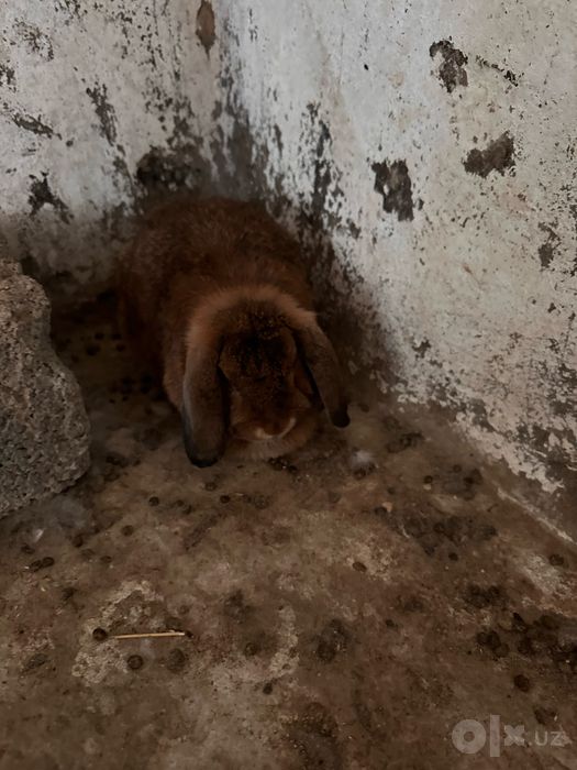 Mitti dekorativ quyonlar sotiladi