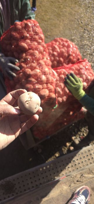 Sămânță înmulțirea 1