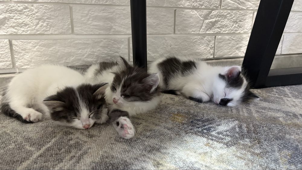 Котята в добрые руки