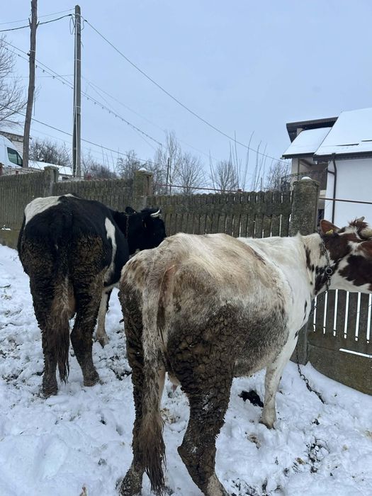 Vand 2 vaci langa craiova