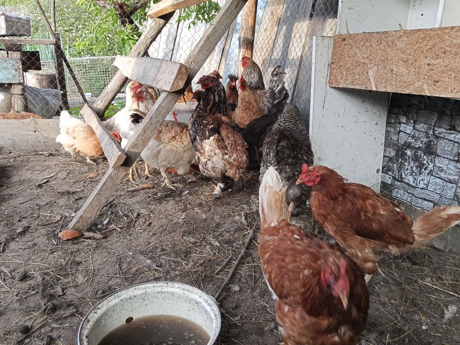 Продам 15 курицы и 1 петух