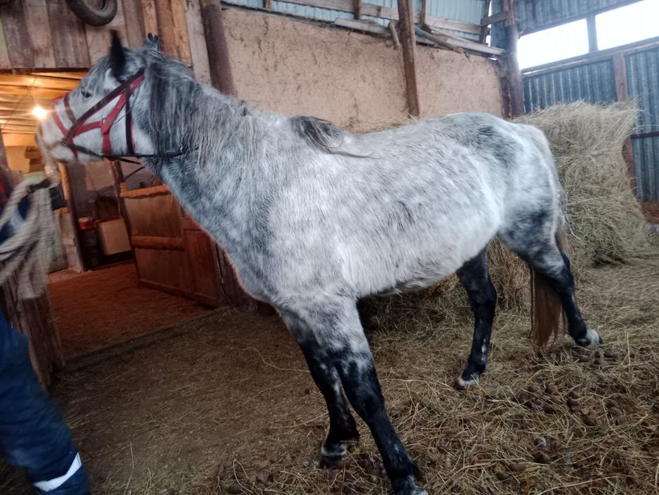 Продаётся жеребец