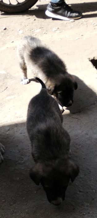 Kuchuklar sotiladi 70-ming 2ta moda 1 nar kami bor